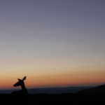 Hikes and “Yikes Its a Bear!” at Shenandoah National Park