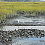 The Coast With The Most, Exploring The Charleston Area