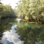 Where the Locals Eat–Manatee Springs, Florida